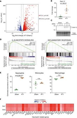 Serum amyloid alpha 1-2 are not required for liver inflammation in the 4T1 murine breast cancer model